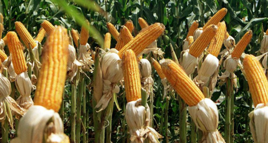 El ministro Costamagna manifest&oacute; que la exportaci&oacute;n del ma&iacute;z se debe abordar de modo federal