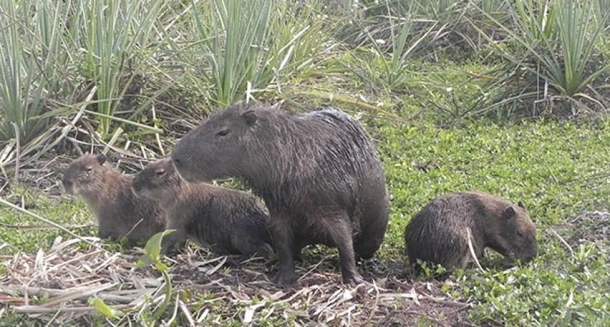 M&aacute;s de 50 animales fueron rescatados tras la bajante del r&iacute;o