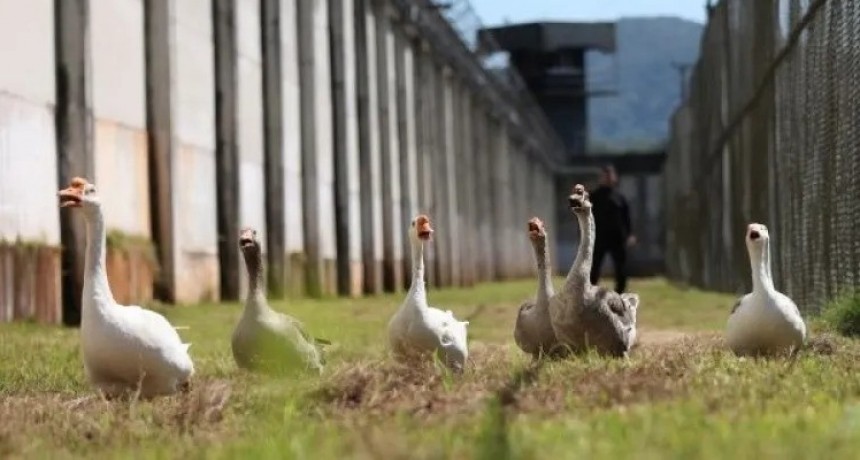 Gansos guardiac&aacute;rceles en Brasil
