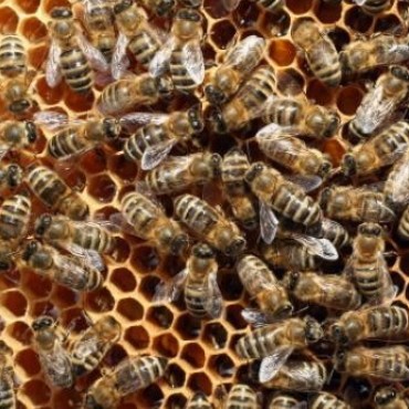 Un hombre de 94 a&ntilde;os muri&oacute; al ser atacado por un enjambre de abejas en Helvecia 