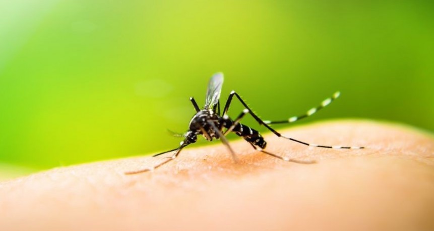 Santa Fe: 36 casos confirmados de dengue y 14 casos aut&oacute;ctonos 