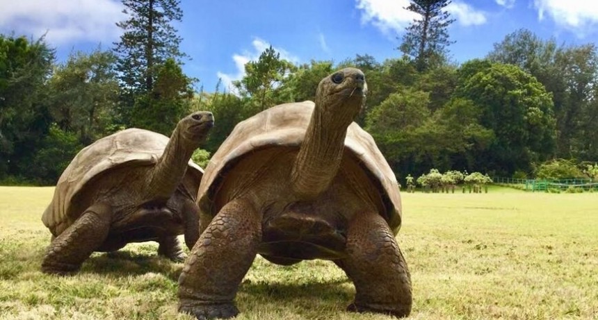 El animal m&aacute;s anciano del mundo: una tortuga tiene al rededor de 189 a&ntilde;os