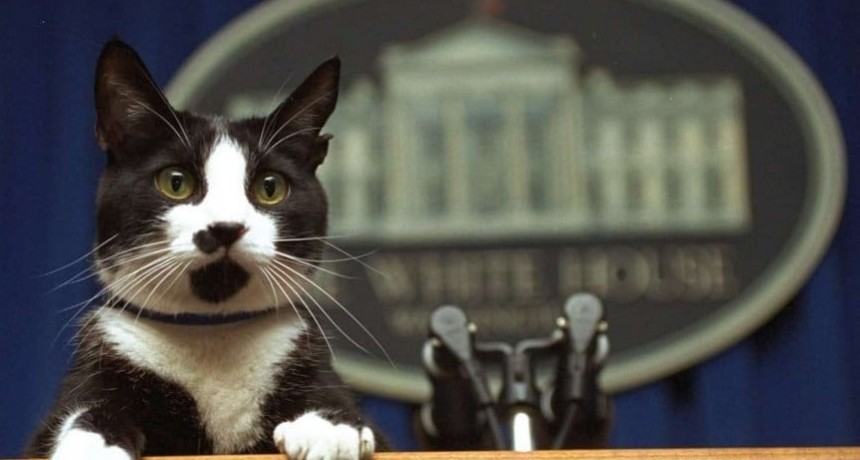 El 20 de febrero se celebra el d&iacute;a internacional del gato