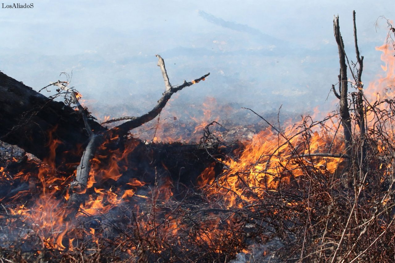 Pablo Petroni: "La crisis ecologica es la crisis del ser humano"