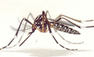 El primer caso de Dengue aut&oacute;ctono se detect&oacute; en Rosario