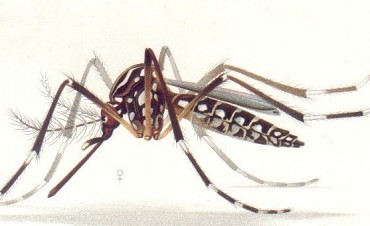 Rosario ya ten&iacute;a 15 casos de Dengue