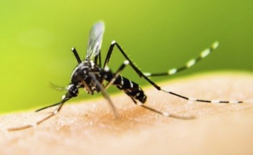 Rosario registra 34 casos de Dengue aut&oacute;ctono