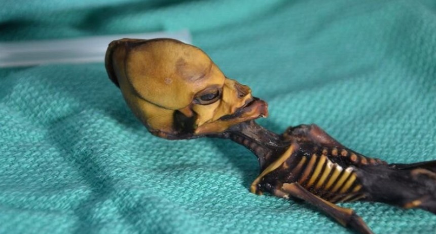 Se devel&oacute; el misterio de un supuesto cad&aacute;ver extraterrestre