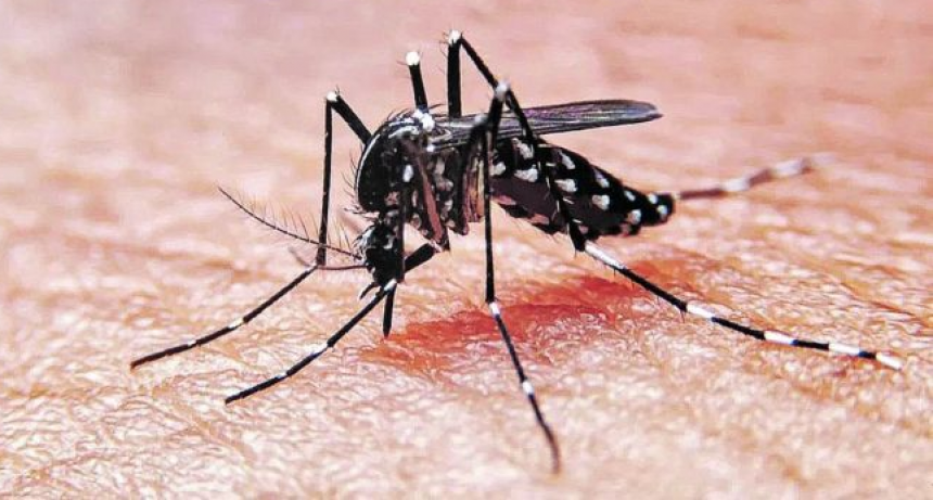 M&aacute;s 70 casos de dengue en la ciudad 