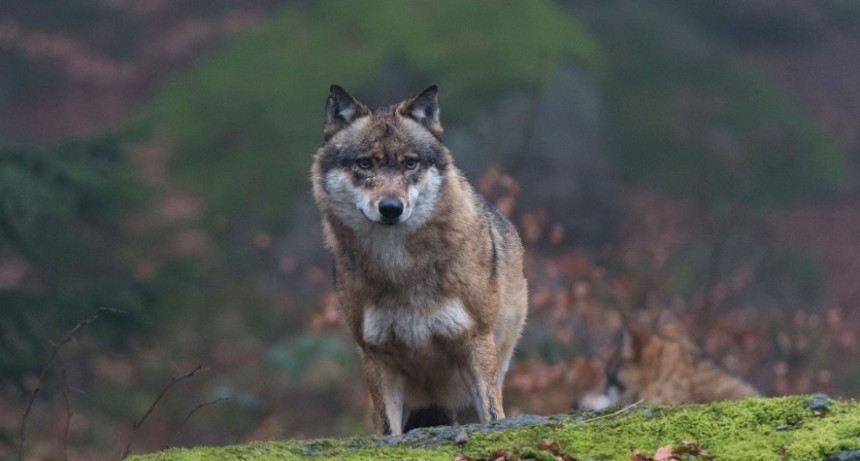 Lobos de Chernobyl podr&iacute;an tener la cura contra el c&aacute;ncer