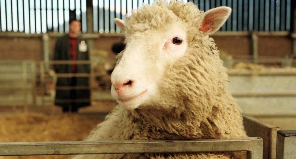 China logr&oacute; clonar dos cabras