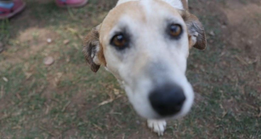 Un proyecto de ordenanza busca crear espacios para mascotas en las plazas