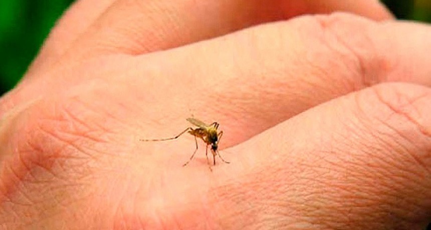 Santa Fe confirm&oacute; 2.532 casos positivos de dengue