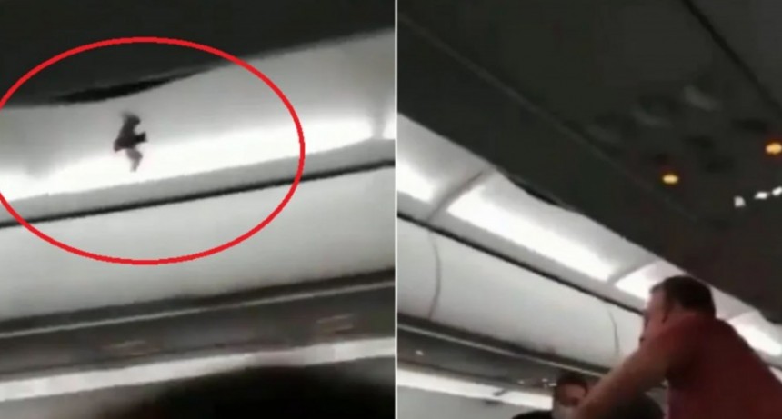 Un pasajero atrap&oacute; un murci&eacute;lago dentro de un vuelo que part&iacute;a de C&oacute;rdoba