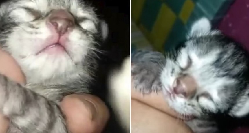 Catdog: naci&oacute; de la cruza entre un caniche y una gata