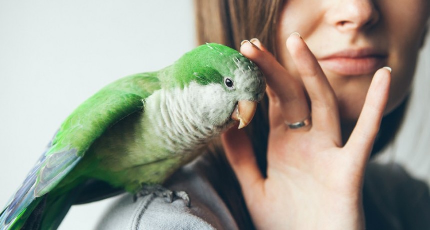 Un par de loros intentan cantar "la cucaracha"