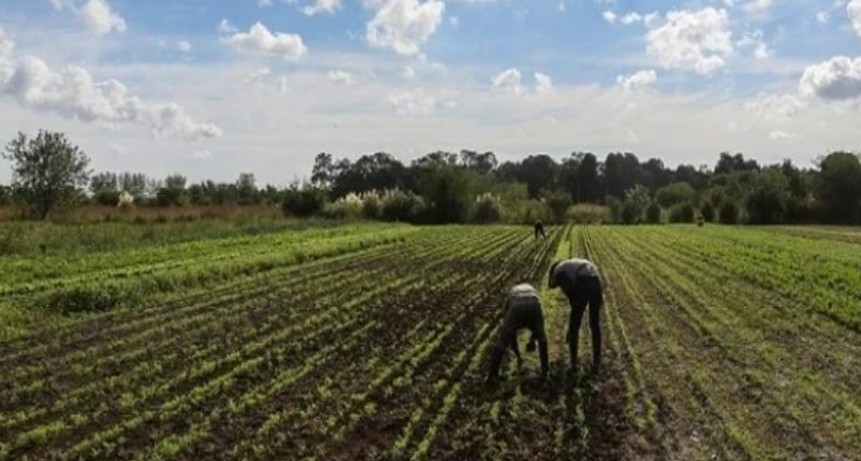 El Gobierno lanza &ldquo;d&oacute;lar agro&rdquo; este mi&eacute;rcoles