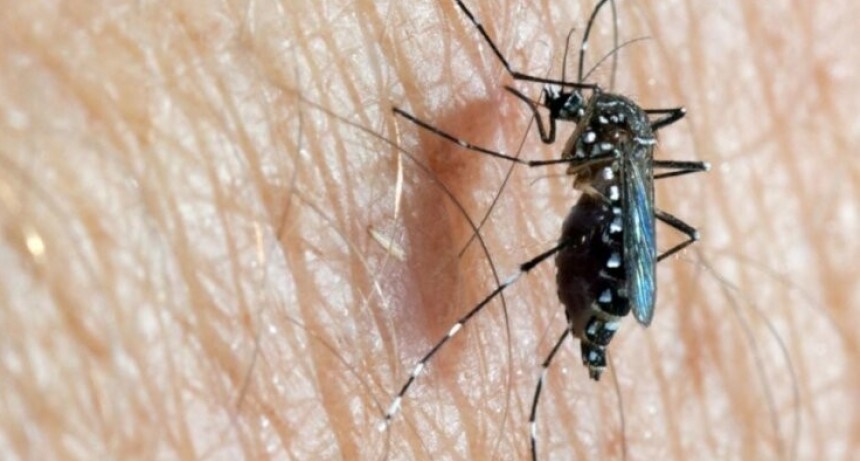 M&aacute;s de 15 mil casos de dengue en Santa Fe