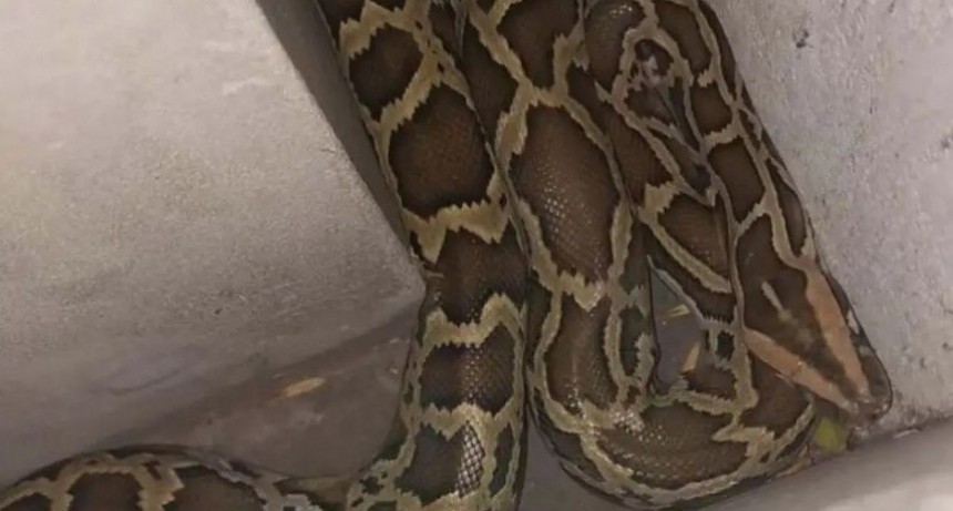 Una pit&oacute;n de m&aacute;s de dos metros asust&oacute; a vecinos en La Plata