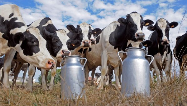 Pablo Riva: &ldquo;El excedente de leche va a tener que salir por exportaci&oacute;n&rdquo;