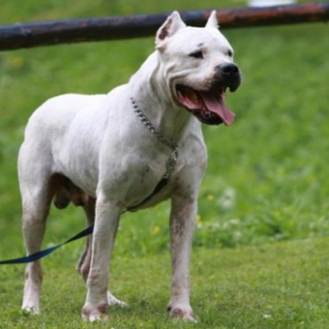 En Mendoza ser&aacute; obligatorio registrar perros peligrosos 