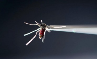 La cantidad de enfermos de dengue baj&oacute; dr&aacute;sticamente en el pa&iacute;s 