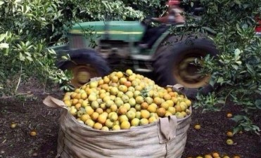 Brasil reabri&oacute; la importaci&oacute;n de c&iacute;tricos argentinos 