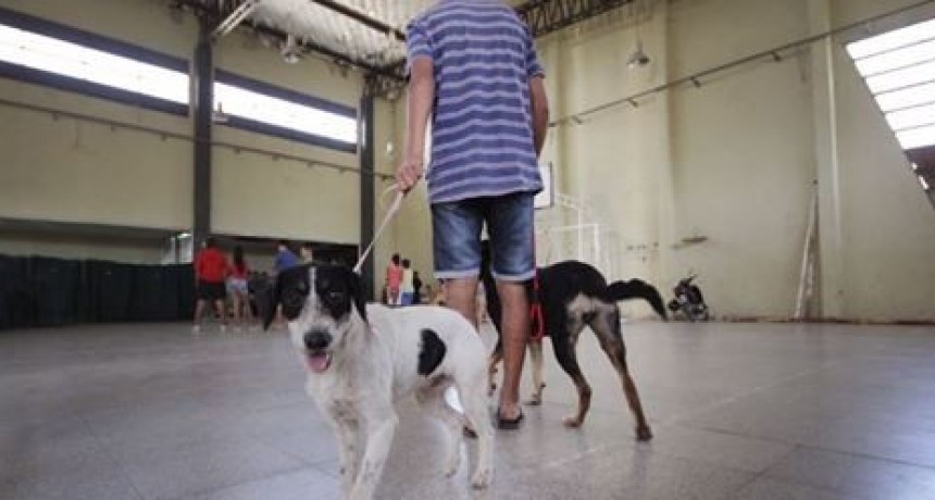 Castraci&oacute;n de mascotas en vecinal Libertad de Santo Tom&eacute; 