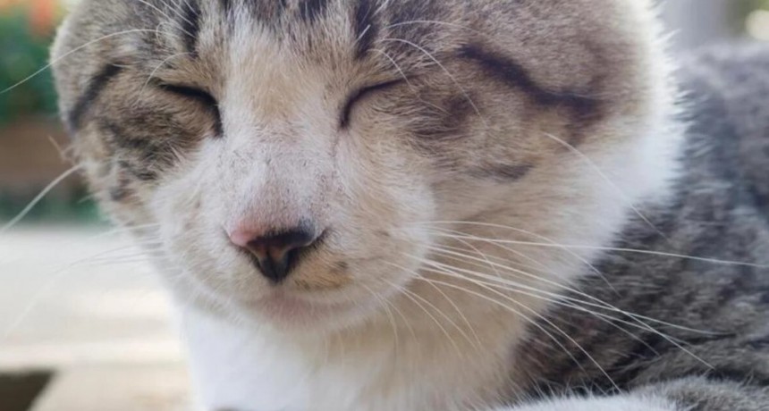 Gato qued&oacute; atrapado en el techo de un balc&oacute;n durante 3 d&iacute;as