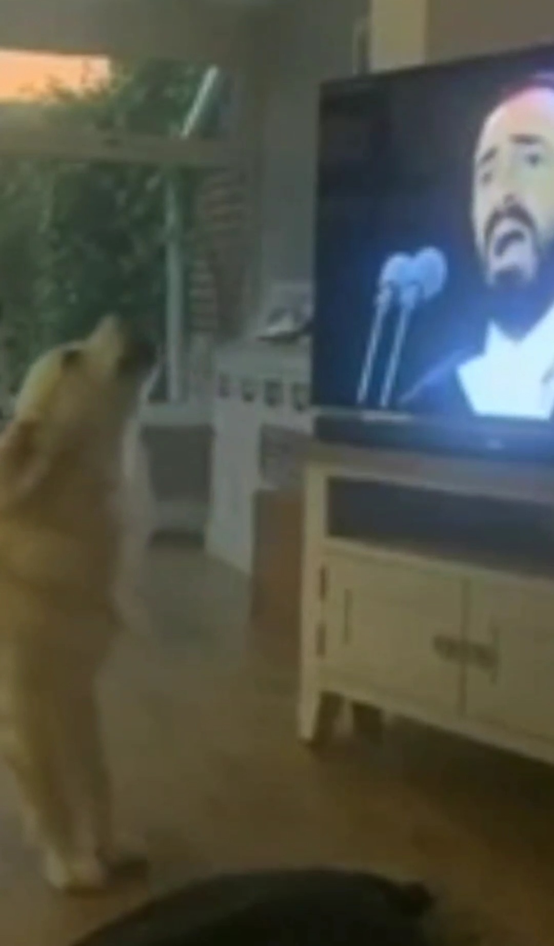 Perro canta junto a Pavarotti cuando lo ve por televisi&oacute;n