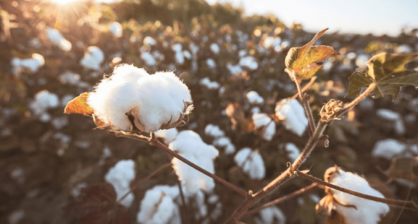 Denuncian a una empresa de Reconquista por subfacturaci&oacute;n de 5 millones de d&oacute;lares en exportaciones de derivados de girasol y algod&oacute;n