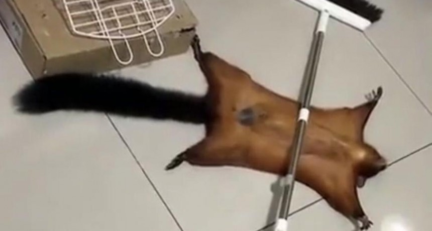 Ardilla se hace pasar por muerta