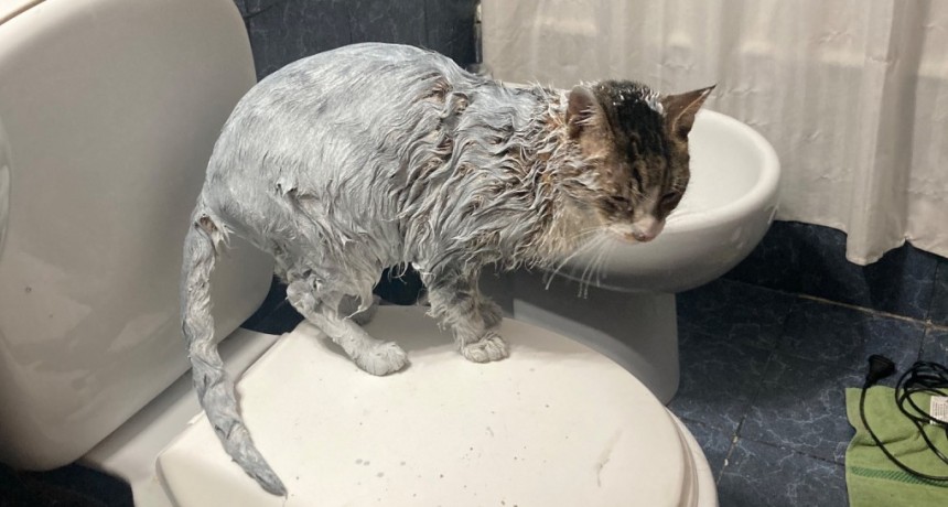 Mujer se despierta con su gato todo pintado de blanco