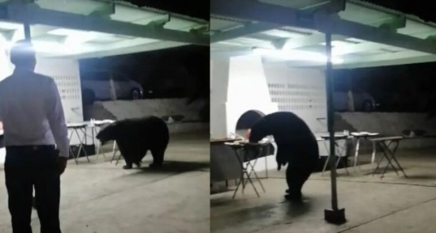 Oso roba comida en una fiesta