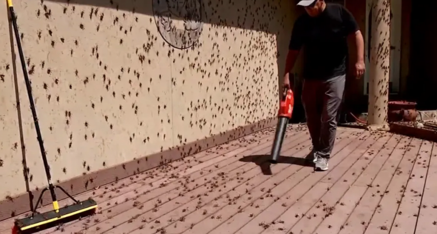 Invasi&oacute;n de grillos en localidades de Estados Unidos