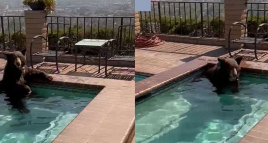 Un oso se cans&oacute; del calor y se tir&oacute; a la pileta