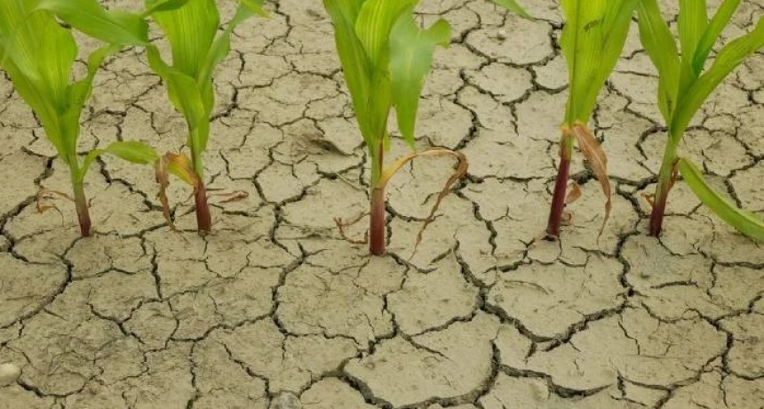 La ni&ntilde;a podr&iacute;a afectar al campo santafesino