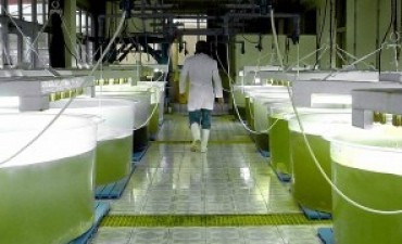 La producci&oacute;n de biodi&eacute;sel creci&oacute; m&aacute;s 37 por ciento en la segunda trimestre de 2017