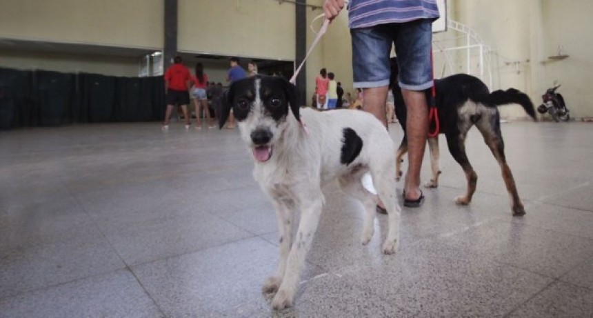 Castraci&oacute;n de mascotas en vecinal Adelina Este de Santo Tom&eacute; 