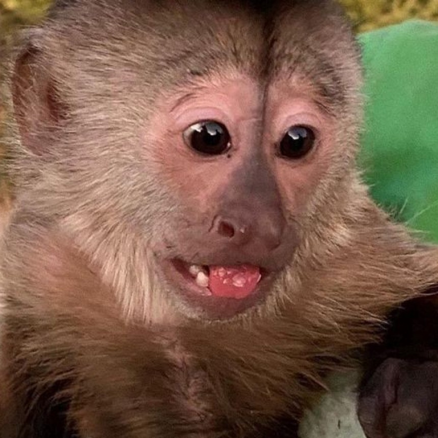 Un mono llam&oacute; al 911