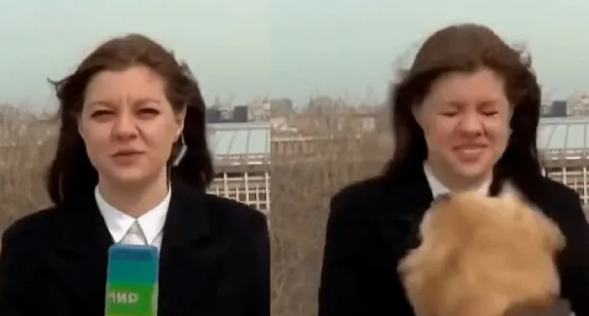 Perro roba micr&oacute;fono en vivo a una periodista