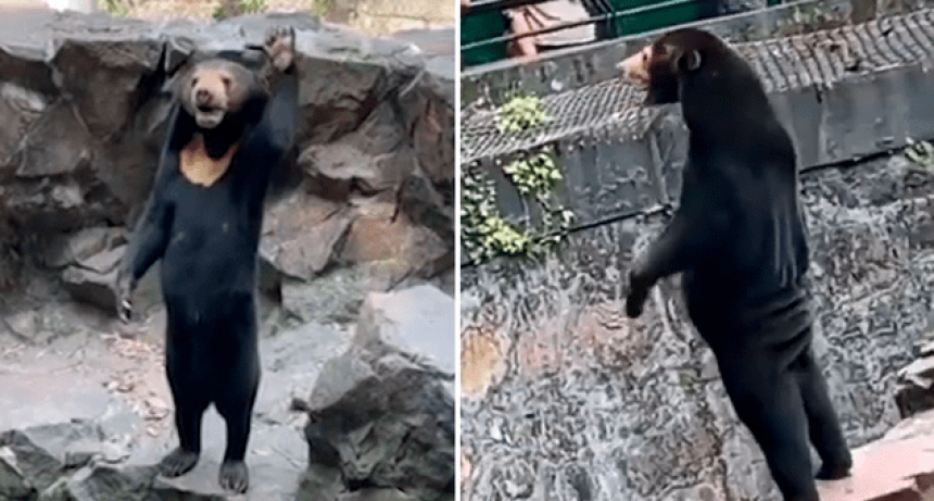 Oso Malayo sorprende al mundo porque se para como humano