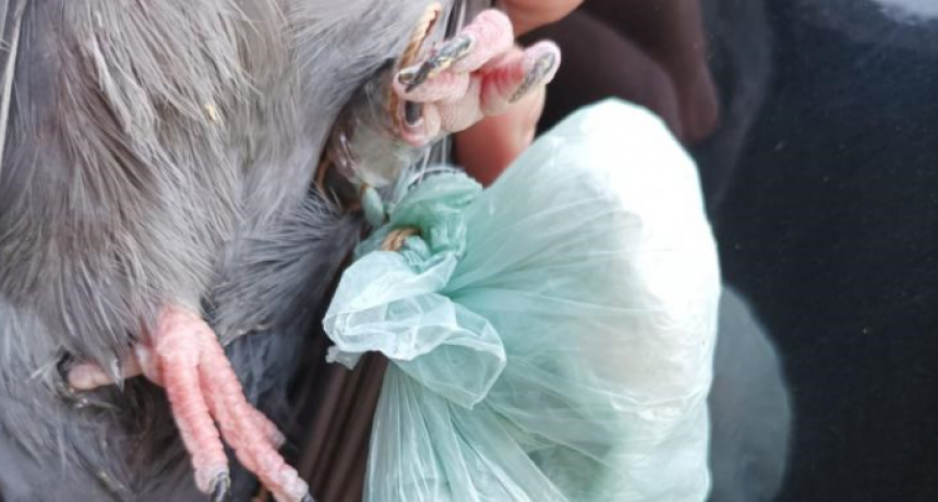 Hallaron otra paloma con droga en inmediaciones de la c&aacute;rcel de Coronda