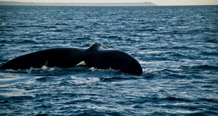Llegada r&eacute;cord de ballenas a Pen&iacute;nsula Valdez 