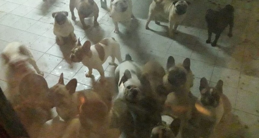 Desmantelaron un criadero clandestino de animales en Yapey&uacute;