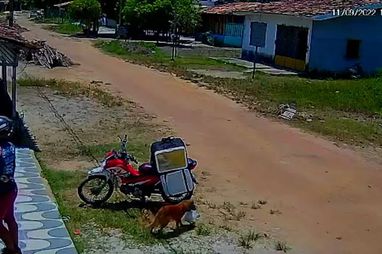 Perrito aprovech&oacute; distracci&oacute;n del delivery y se comi&oacute; el pedido