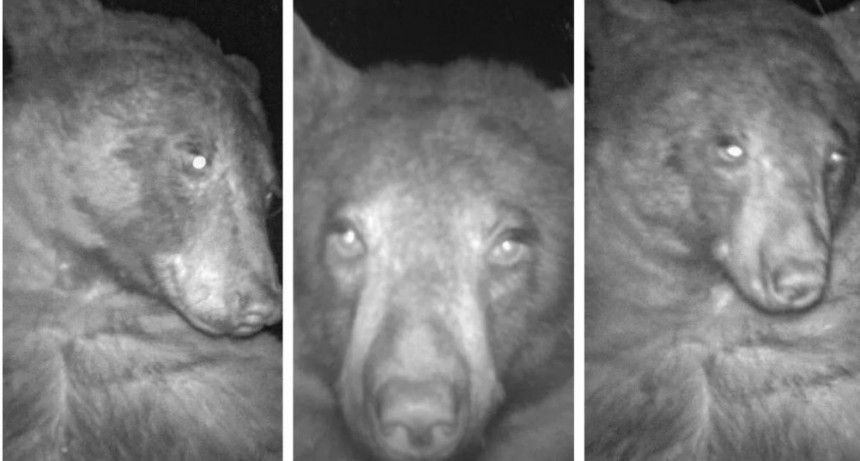 Oso se saca 400 selfies