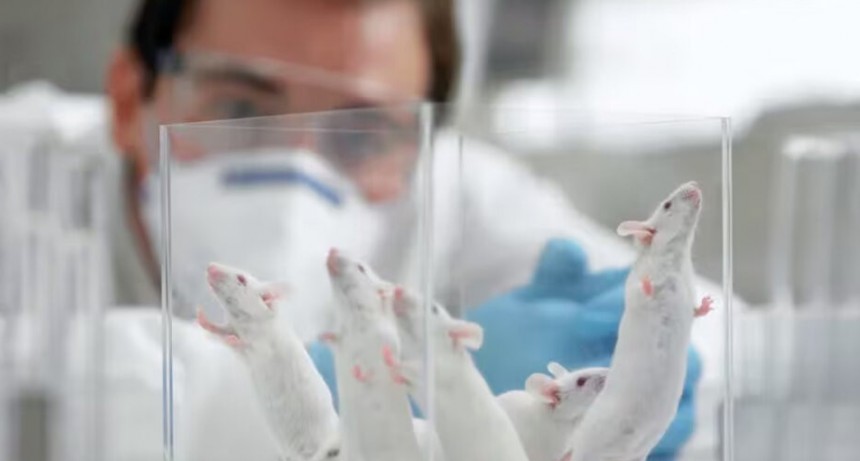 Cient&iacute;ficos lograron transparentar la piel