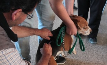 Vacunaci&oacute;n antirr&aacute;bica de mascotas en Santo Tom&eacute; 