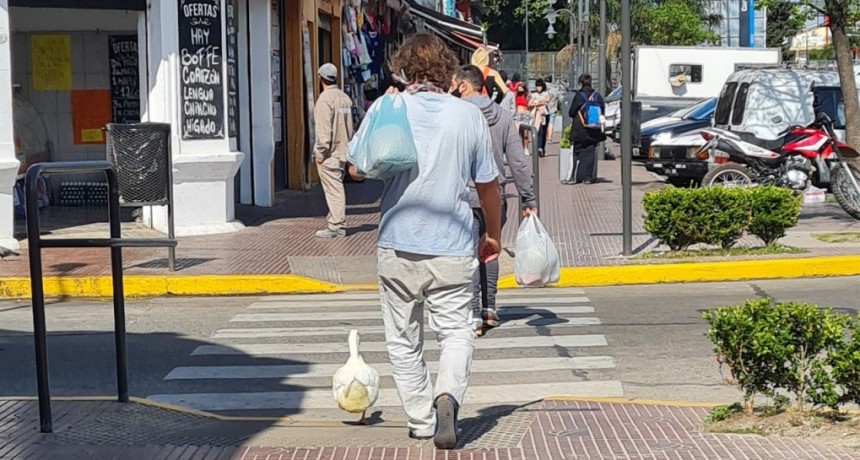 Un hombre pase&oacute; con un pato como mascota